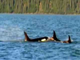  阿拉斯加州:  美国:  
 
 Kenai Fjords National Park